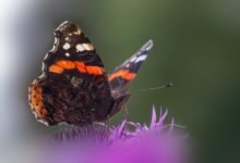 distribution of behavior logs