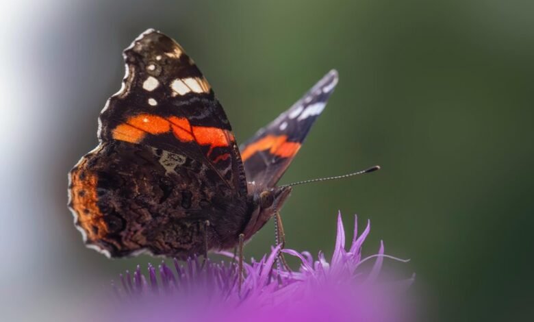 distribution of behavior logs