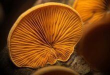 growth pattern data records