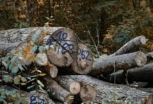 call log russian text phone numbers